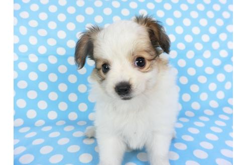 成約済の千葉県のパピヨン-102195